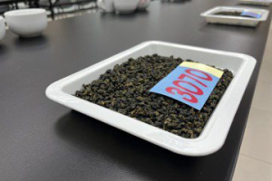 評比揭曉！阿裏山春茶雖減產但品質佳 28日將辦展售會