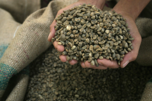供不應求效應 羅布斯塔咖啡豆漲至12年新高