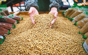 美國黃豆目前播種萌芽期 法人：留意氣候變化對農作物生長影響
