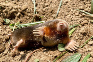 台南地瓜田有「土撥鼠」 農民盼友善農作讓鬆土幫手繁衍