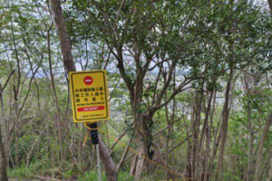 惡性入侵...台東鯉魚山「滿山都是銀合歡」林管處分區剷除
