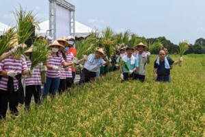 二十四節氣融入食米教育 台南5小學孩童體驗稻作收割趣