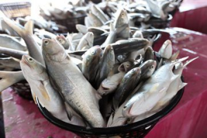 雲林午仔魚的漁獲量明顯增加 原來和「這原因」有關係