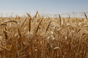 澳洲估今年70%機率出現聖嬰現象 恐拖累小麥產量減30%