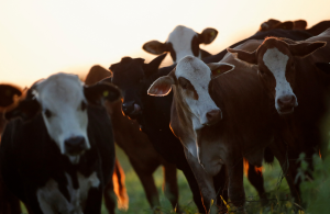 美牛要漲價？乾旱致牧草減少但需求仍強 牛肉供應緊張