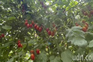 雲林青農種小番茄收成加倍 好喫賣得好全靠1利器