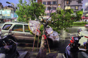台南傍晚下大雨 行道樹傾倒壓休旅車