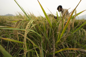 歷史經驗不妙…聖嬰現象來襲 恐衝擊今年稻米供應