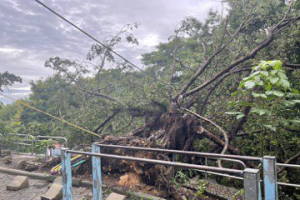 彰化市清晨大雨路樹倒幸無傷人 阻斷交通清除中