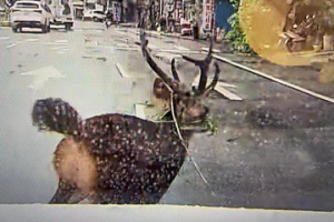 彰化市區道路有水鹿民眾驚喜要保護 保育團體喊「毋湯」