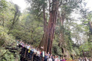 拉拉山國家遊樂區成新景點 巨木步道遊客每月上萬人