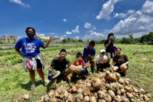 台江「文化湠根」 種番薯葉半年後挖出數百公斤地瓜