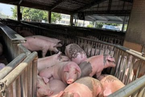 端節前毛豬價格回穩 嘉義市肉品市場將啟動重建不影響拍賣