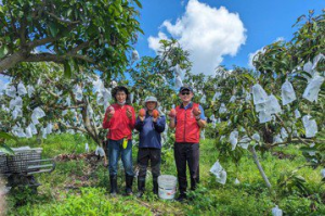 台南芒果盛產小果率佔3成 山區果樹載水供灌度乾旱