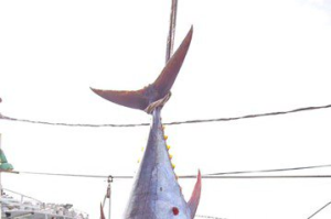 東港拍賣黑鮪魚 創18年新紀錄