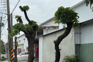 台南又傳行道樹被「斷頭」 怪手施工扯斷樹枝樹木恐死亡