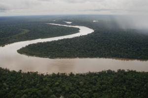 調查：2022年巴西原始熱帶森林損失增加15%