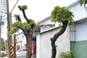 台南行道樹又遭砍頭 志工籲設單一窗口通報