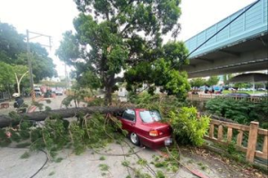 高溫炎熱嘉義市大樹突倒下壓毀轎車 專家鑑定禍首是這個