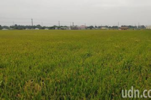 嘉南二期稻作大休耕 青農嘆去年已被迫打零工糊口