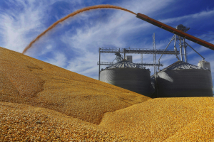 美國產量預測意外地好 玉米跌到兩年半低點 小麥也重挫