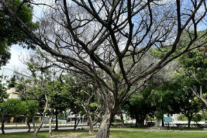 台南馬雅各公園樹木接連枯死 當地居民憂無綠蔭乘涼
