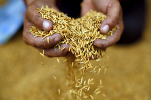 整理包／聖嬰現象來了 將對稻米、糖等農產品造成這些影響