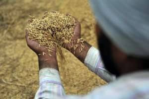印度擬禁稻米出口 恐推升全球價格