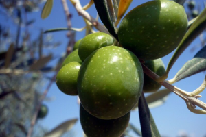 高溫影響收成！橄欖油價格恐上升 業者苦稱「今年糟糕了」