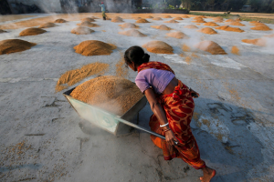 印度禁止部分稻米出口海外 恐致國際米價攀升