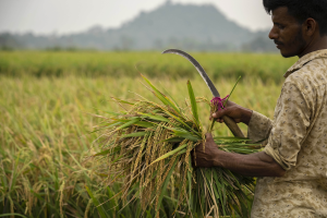 印度實施稻米出口禁令「半數遭禁」 恐再推升全球食物通膨