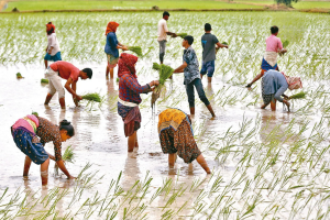 印度限制出口…米價恐大漲 全球糧食通膨再拉警報