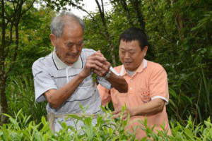 國寶級製茶師李葉煙全辭世 享嵩壽106歲