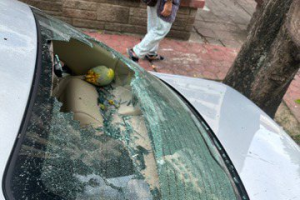 嚇人！1台斤重芒果掉下砸毀車窗 大王椰子掉葉路人腦袋差點不保