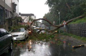 台東市鯉魚山路樹倒塌 壓損2車1民宅冷氣