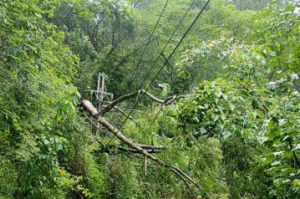 雨量破千 屏路樹倒塌高壓電線斷落泰武、來義停電456戶