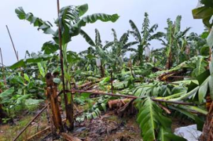 杜蘇芮颱風屏東農損6600多萬 香蕉、木瓜倒伏最嚴重