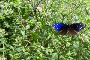 賞蝶就是現在！文山農場紫斑蝶翩翩飛舞 讓你年初玩到歲末