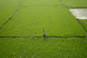 為穩定國內糧價…印度禁部分稻米外銷 「這2洲」衝擊最大