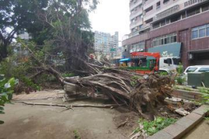 獨／高雄5樓高大樹被杜蘇芮颱風吹倒 躺公園9天無人清