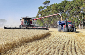 中澳關係回溫 中提早2年結束制裁澳洲大麥