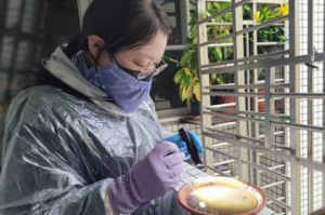 台南登革熱累計1164例 雨天蚊子躲戶內化學防治搶時效