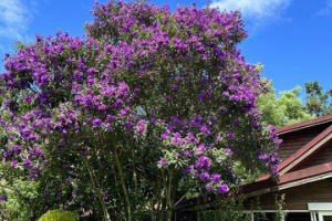 紫爆！南莊角莖野牡丹一樹花開 4、5公尺高小灌木罕見