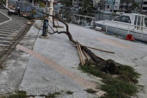 女議員踢爆「尿布樹」真相 痛批樹倒元兇竟不是颱風