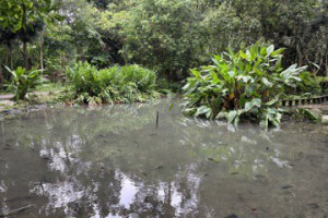 魚龜放生？百年樹木園生態池淪為放生池 遊客訝異
