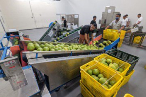 麻豆文旦產季到！柚農連做9年公益 捐出銷售25%