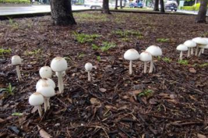 雨後公園菇菇長滿地 高市公園處疾呼「有毒」勿食