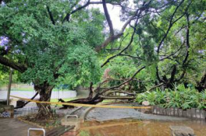 桃園豪雨災情頻傳 樹木遭強風連根拔起…區公所急拉封鎖線