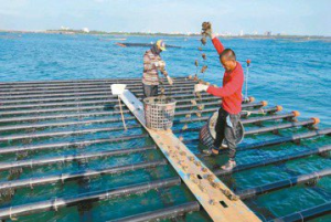 新式蚵棚遭颱風摧毀 南市府補助改善