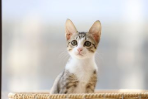 寵物登記數超過新生兒 新竹縣民最愛養貓年增幅25%